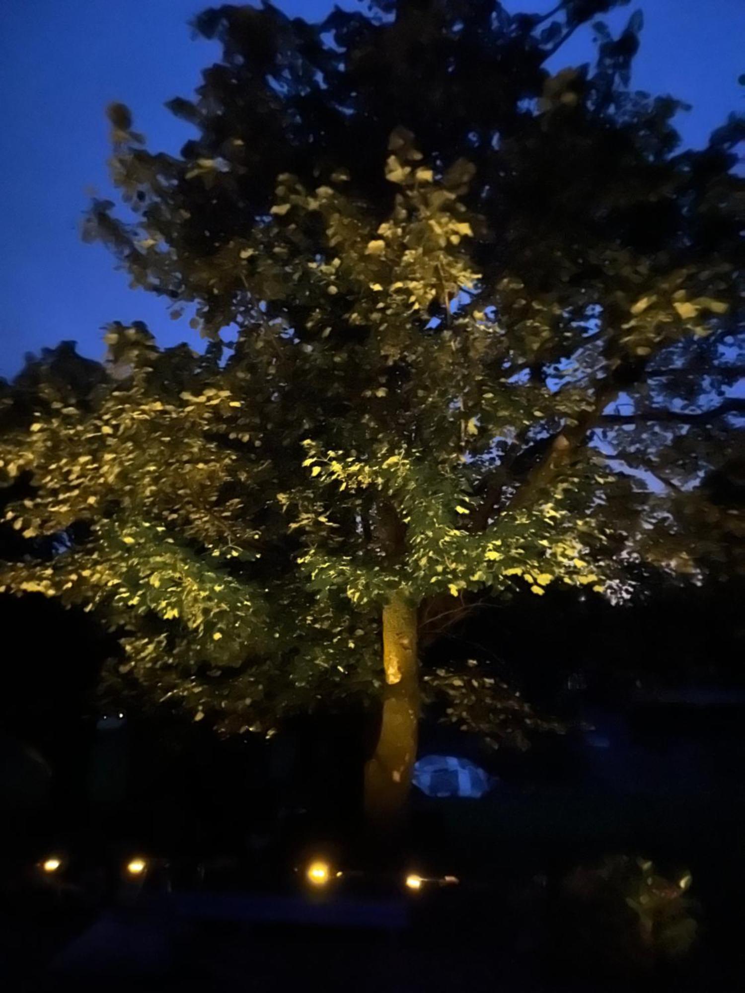 Birch Tree Cottage ويستبورت المظهر الخارجي الصورة